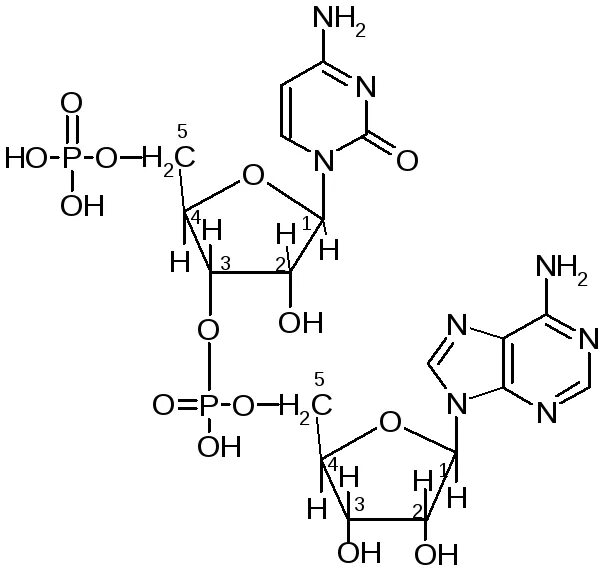 Гуаниновый нуклеотид. Cpg-динуклеотид.