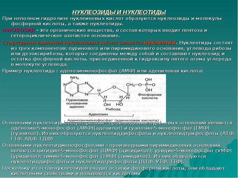 При гидролизе белков могут образоваться вещества. Гидролиз пиримидиновых нуклеозидов. Строение нуклеиновых кислот. Формулы нуклеозидов биохимия. 5. Строение нуклеотидов, нуклеозидов.