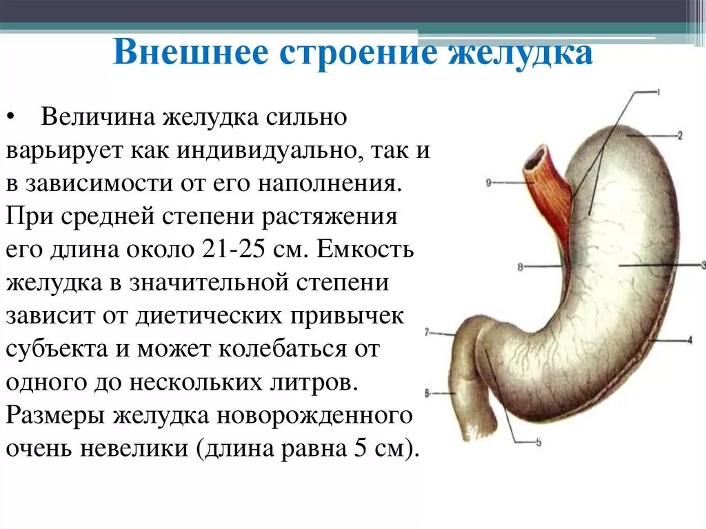 Внутреннее строение желудка