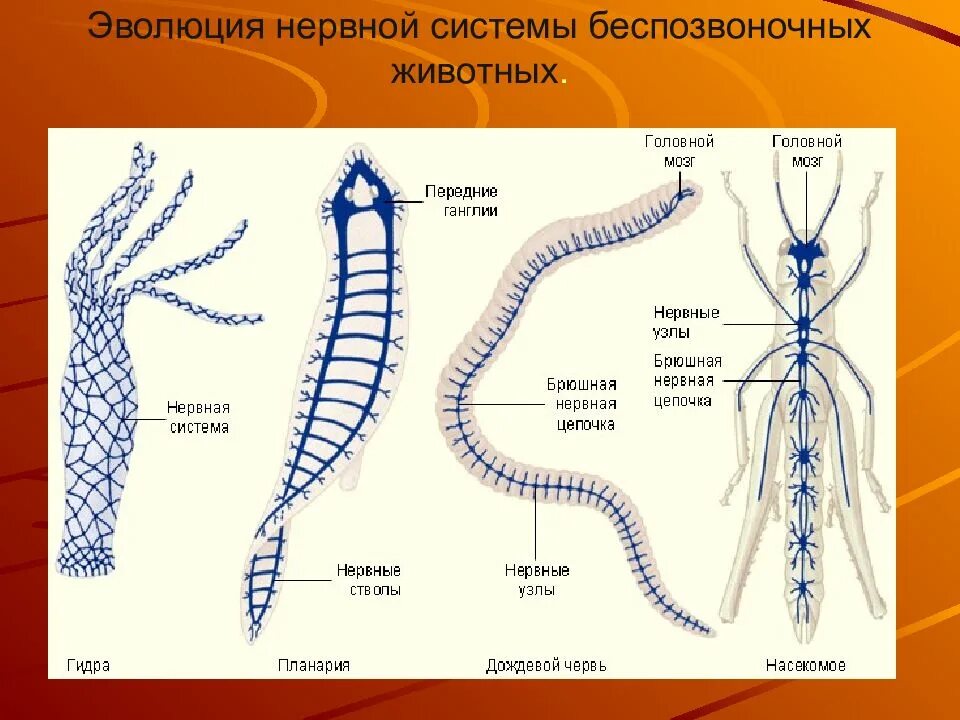 Нервная система высших животных. Нервная система высших животных