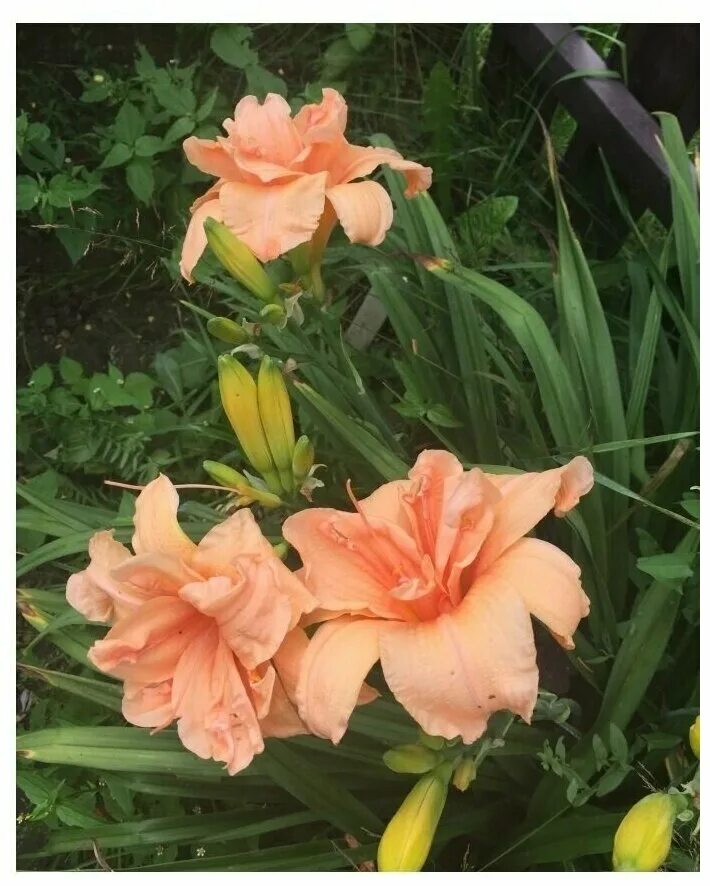 лилейник гибридный дабл дрим. лилейник гибридный double dream. лилейник дабл дрим. дабл дрим. лилейник гибридный дабл дрим с2,.