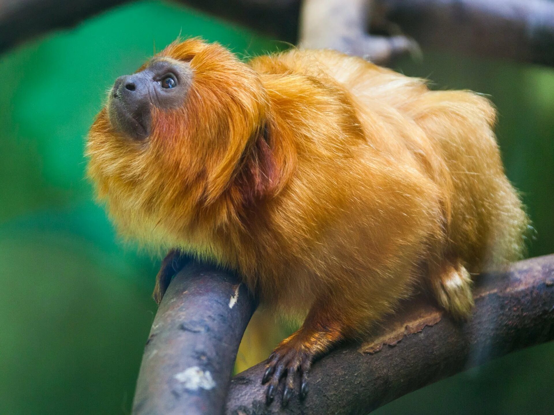 Обезьянка императорский тамарин. Золотистая львиная игрунка. Львиная игрунка. Золотистый львиный игрунок. Золотистый львиный игрунок.