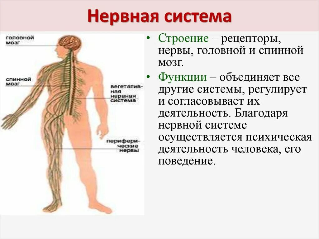 Строение нервной системы человека. Биология строение и функции нервной системы. Нервная система человека строение и функции схема кратко и понятно. Нервная система строение и функции кратко. Органы входящие в центральную нервную систему