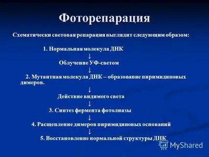 Дорепликативная репарация