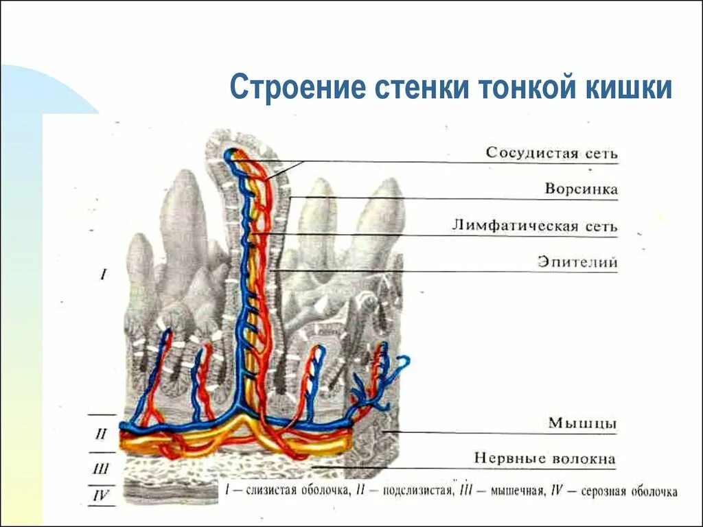 Каково строение тонкой кишки. Строение внутреннего слоя тонкого кишечника. Строение стенки тонкой кишки анатомия. Тонкая кишка отделы строение стенки. Особенности строения тонкого кишечника.