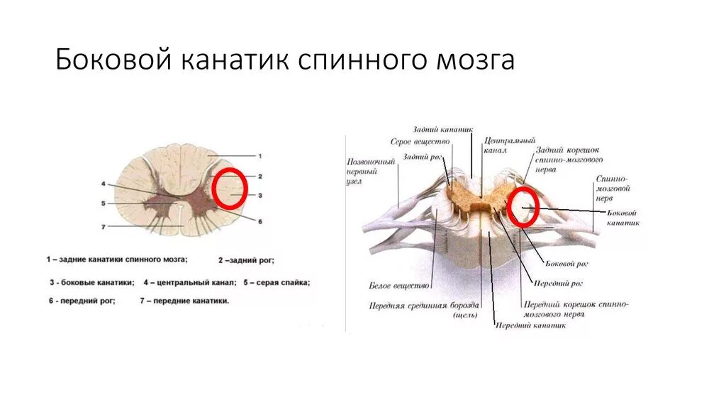 Задние канатики белого вещества спинного мозга. Канатики спинного мозга схема. Медиальная часть заднего канатика спинного мозга. Задние канатики спинного мозга функции.