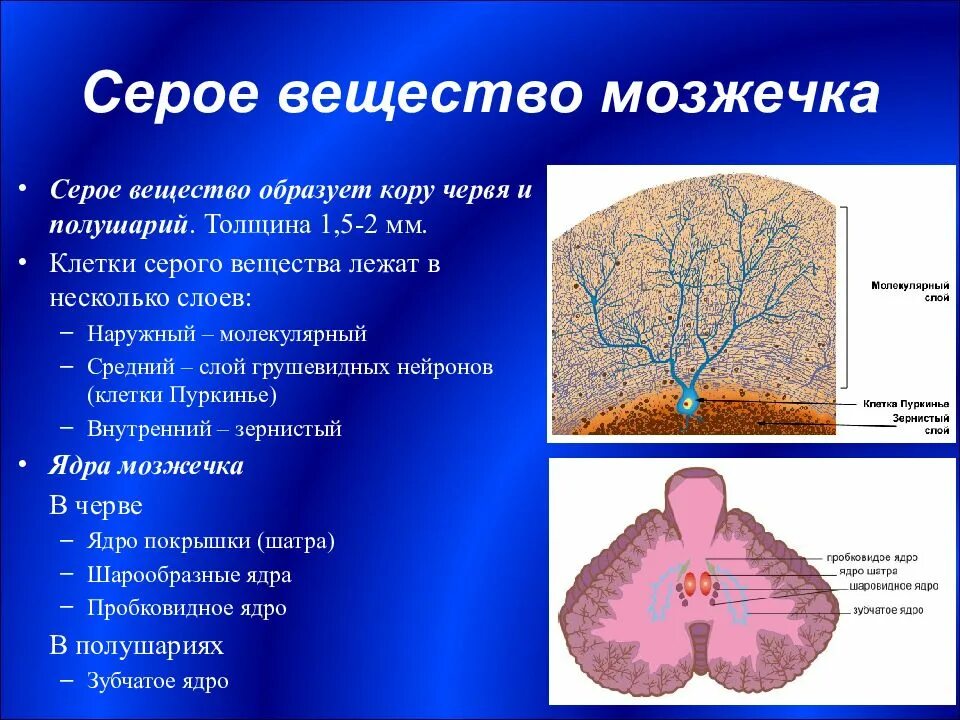 Ткань мозжечка. Мозжечок строение серого и белого вещества. Строение серого вещества мозжечка. Черное внещество мозжечка. Ядра серого вещества мозжечка.