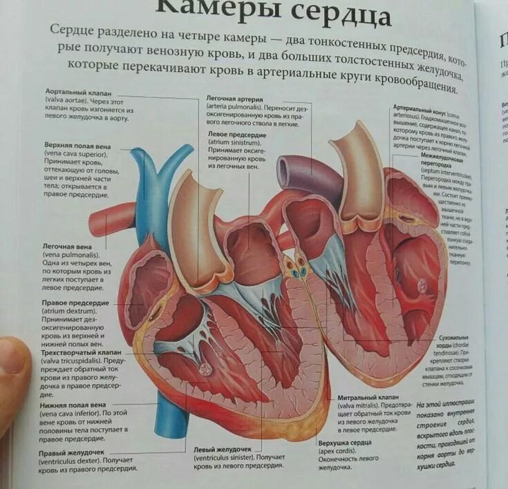 Название камер сердца. Камеры сердца. камеры сердца анатомия. строение камер сердца человека. опишите строение камер сердца.
