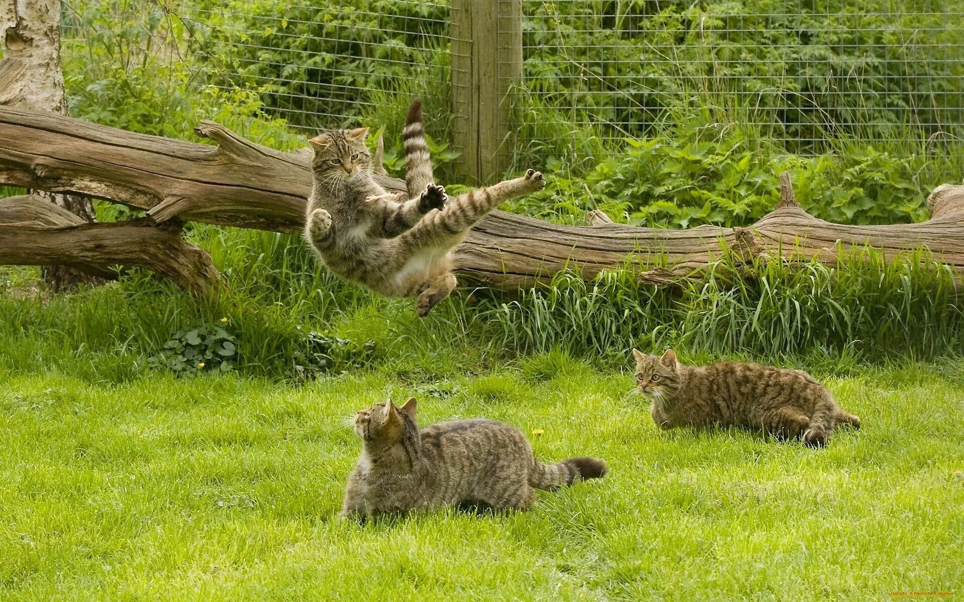 Cats t f