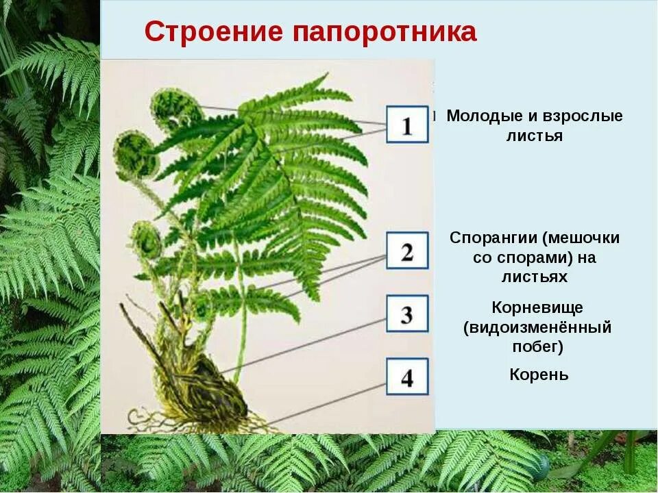 Основные жизненные формы папоротников. Папоротник страусник лист. Папоротник садовый орляк. Споровые орляк. Папоротники 6 класс.