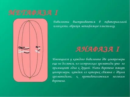 Бивалент образованный тремя парами гомологичных хромосом