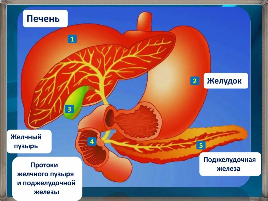 Желудок печень поджелудочная железа желчный пузырь. Желчный пузырь и поджелудочная железа. Печень поджелудочная железа желчный пузырь. Желчь поджелудочной железы. Строение желудка и желчного пузыря.