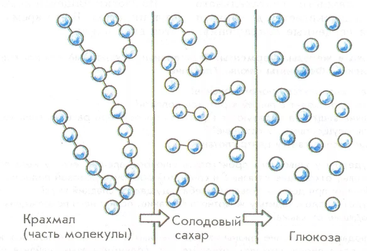 Схема расщепления крахмала. Ферментативное расщепление крахмала. Расщепление крахмала амилазой реакция. Крахмал расщепляется. Этапы расщепления крахмала