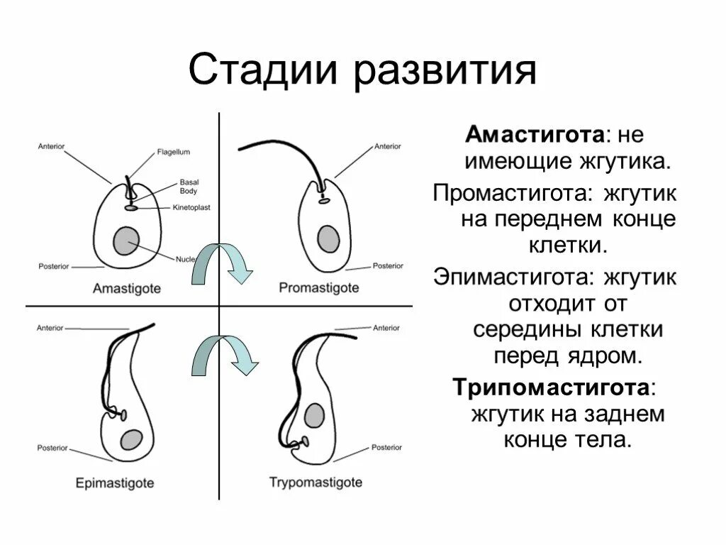 Амастигота трипаносомы. Амастигота и промастигота. Амастигота промастигота эпимастигота трипомастигота. Простейшие этапы развития