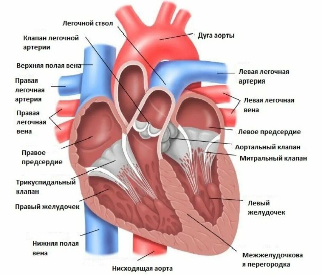 В правое предсердие открывается. Строение сердца анатомия клапан аорты. Полулунный клапан легочного ствола. Отверстия аорты и легочного ствола. Строение левого желудочка сердца анатомия.