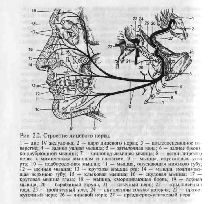 Иннервация тройничного нерва. Тройничный нерв анатомия ветви иннервация. Иннервация тройничного и лицевого нерва. Схема иннервации лицевого нерва. Лицевой нерв челюсти