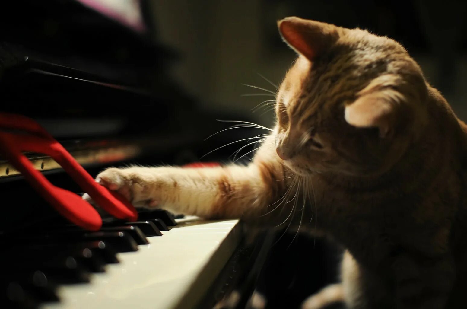 Музыкальный кот. Кошка на рояле. Кошка играет музыка. Коты и пианино. Кот на рояле.