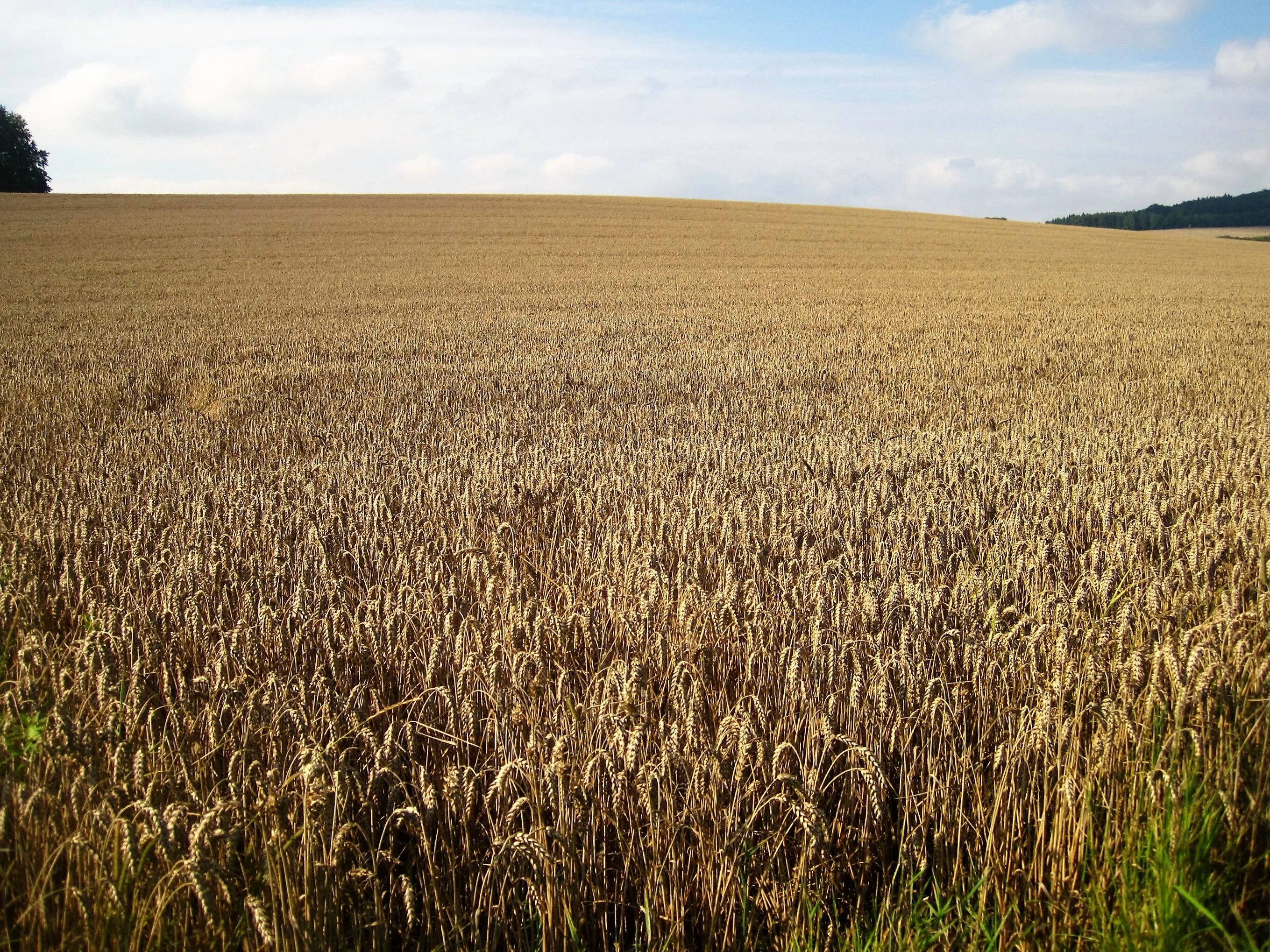 Wheat field