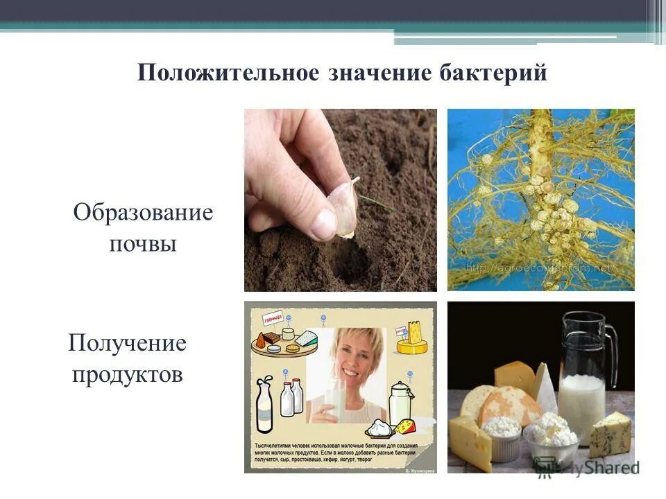 Использование бактерий в пищевом производстве. Для получения продуктов питания человек использует бактерии. Применение человеком микроорганизмов. Бактерии в хозяйственной деятельности человека. Микроорганизмы в промышленности.