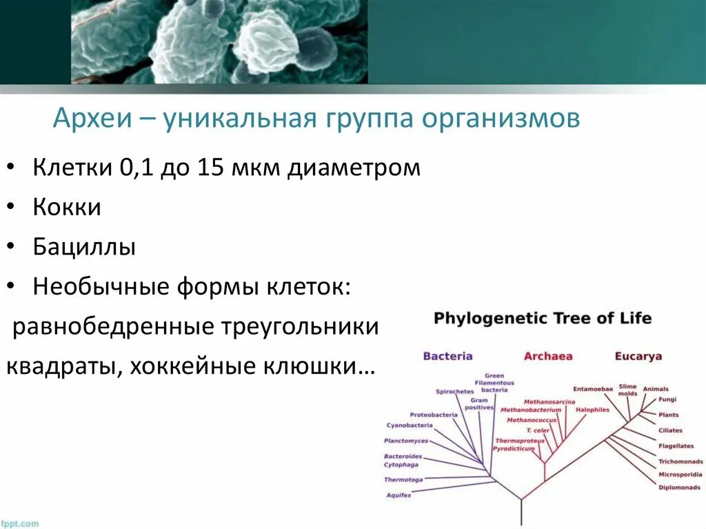 Домен организмов. Археи строение клетки. Надцарство археи. Археи термофилы. Особенности строения Архей.