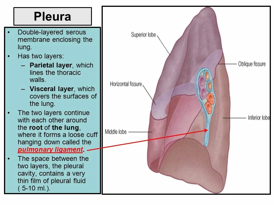 Two layer. Ligamentum Pulmonary анатомия. Лигаментум пульмонале. Ligamentum pulmonale. Pulmonary hilum.