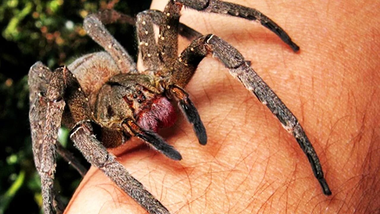 Latrodectus hasselti. Смертельный паук. Смертельный паук. Каракурт тринадцатиточечный. Смертельный паук.