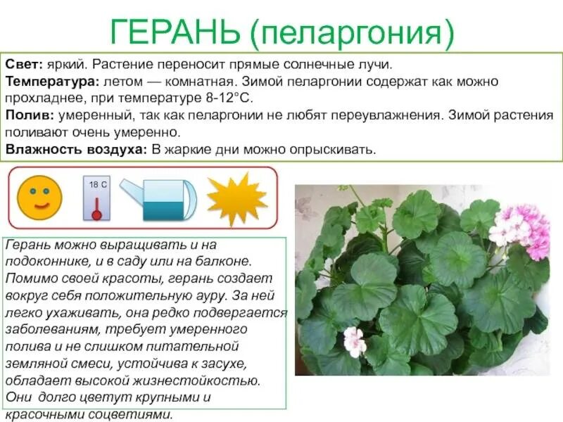 Герань в доме польза. Герань комнатное растение описание. Герань пеларгония бегония.