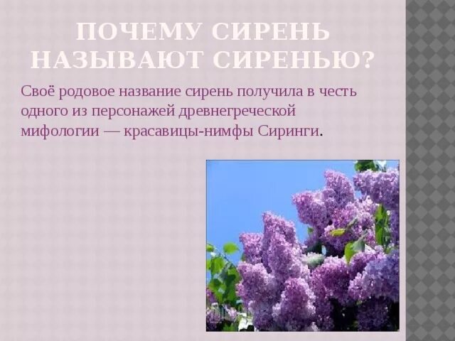 Лексическое значение сирень. Сирень для презентации. информация о сирени. рассказать о сирени. интересные сведения о сирени.