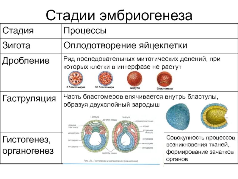 3 признаки зиготы. Таблица этапы эмбриогенеза оплодотворение дробление гаструляция. Этапы эмбрионального развития схема. Гаструляция яйцеклетки человека. Фазы оплодотворения схема.