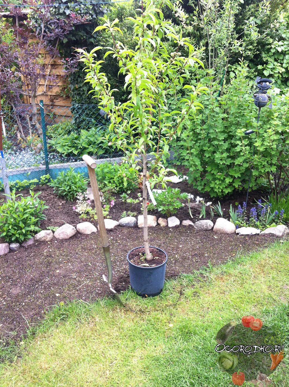 Посадка персика. Посадка саженцев персика. Посадка 2 летнего персика. Алыча приствольный круг. Формировка персика кустом.