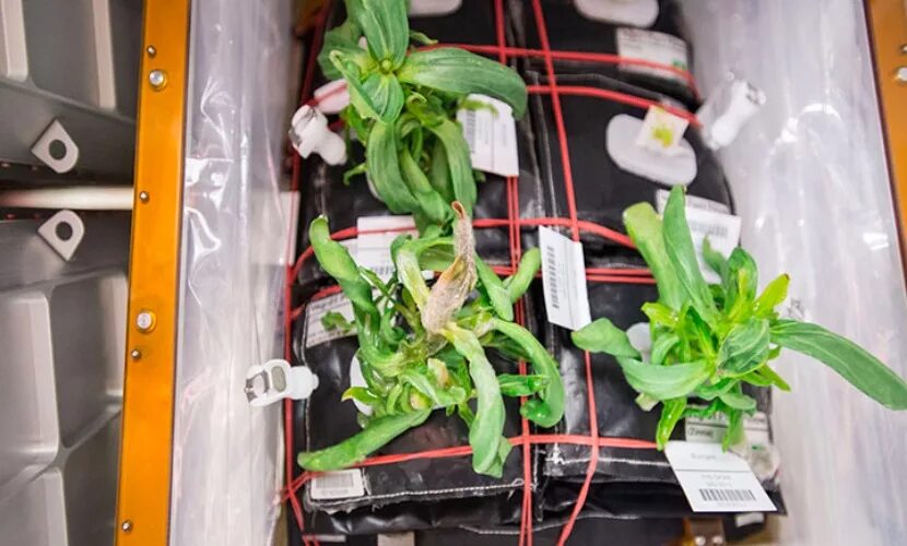 Какой овощ первый вырастили в космосе. Оранжерея Veggie МКС. Циния на МКС. Растения на МКС. Растения выращенные в космосе.