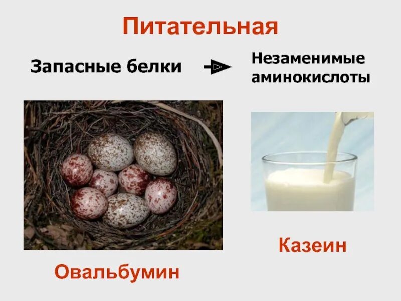 Примеры запасающих белков