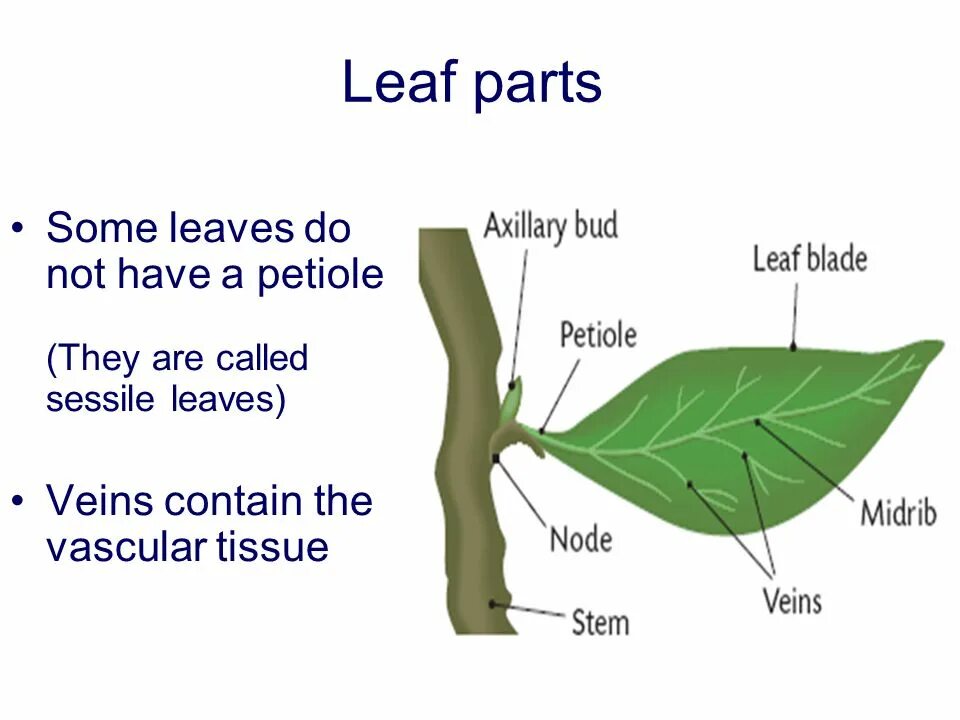 Leaf diagram. Parts of leaves. Parts of a leaf. Stalk. Leaf venation.