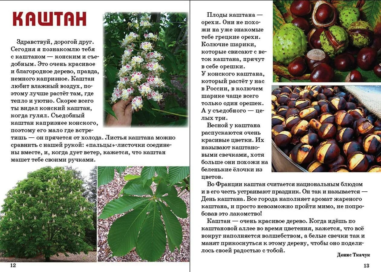 цветок каштана из бисера: 17 тыс изображений найдено в Яндекс.Картинках Painting