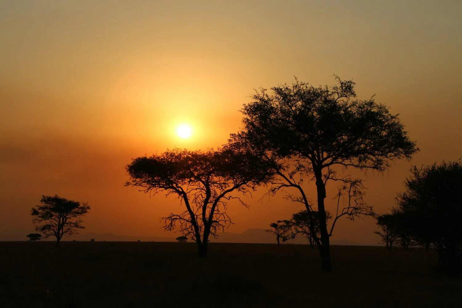 Каждое утро в африке. Национальный парк Серенгети, Танзания закат. Деревья саванны. Закат в саванне. Африка Горизонт.