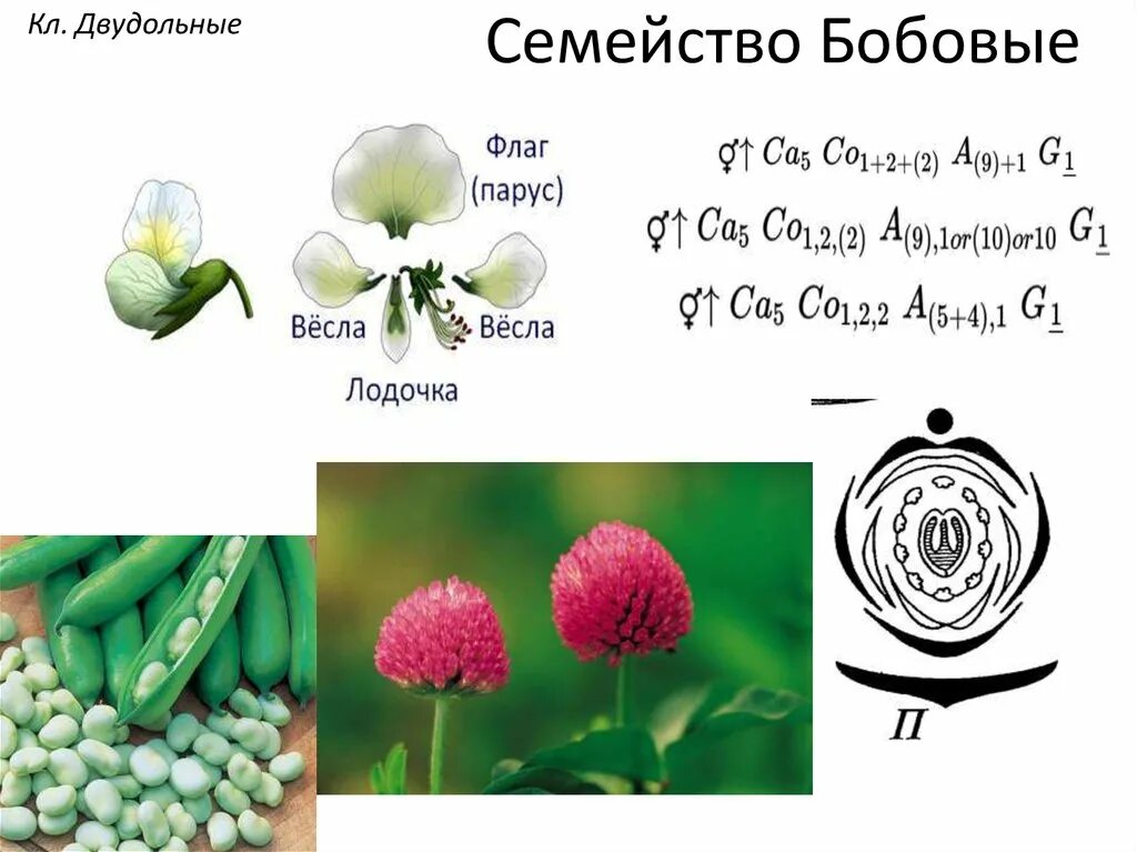 Формула цветка бобовые Мотыльковые. Формула цветка семейства бобовые. Формула цветка мотыльковых растений. Формула цветка семейства Мотыльковые.