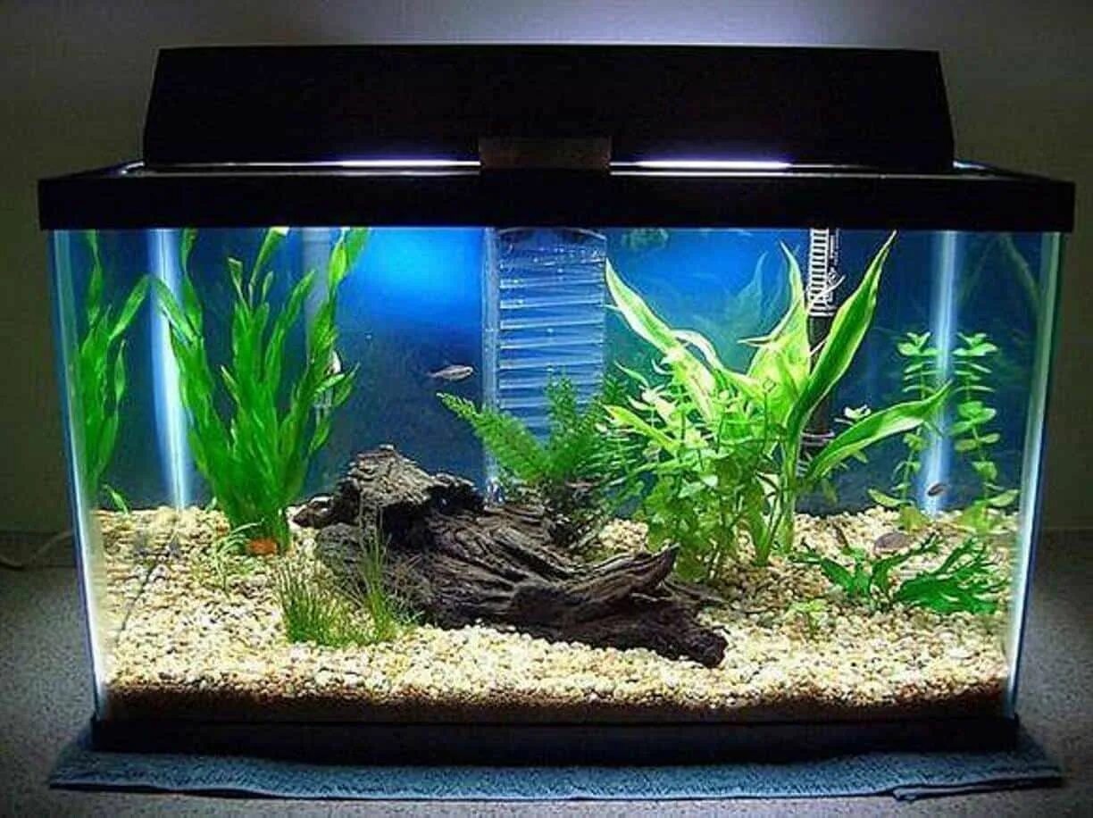 Рыбки для аквариума 150. Аквариум aquatlantis evasion corner 300. Высокий аквариум. Рыбки для аквариума 150 литров. Аквариум 150 см в длину.