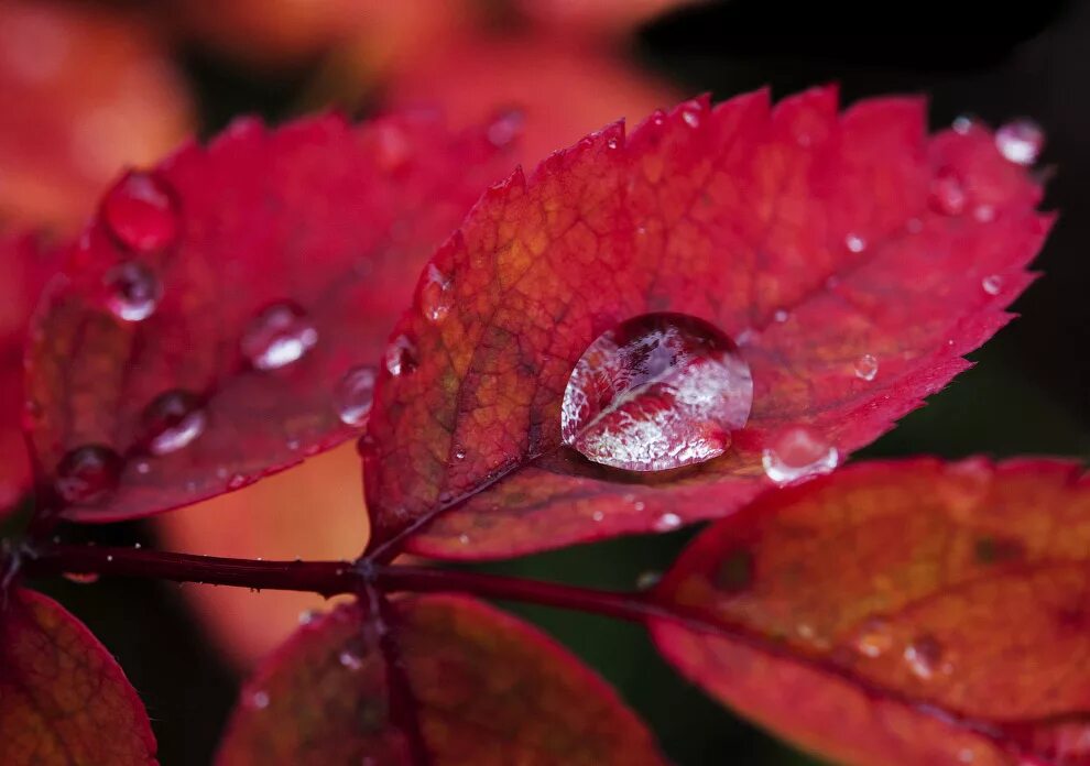 хрустальные сосульки. хрустальная осень. осеннее очарование. дождливая осень. осень хрустальный.