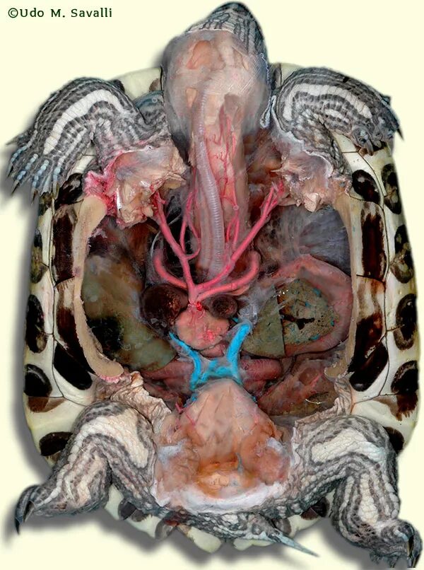 Кровообращение у черепах. Внутренне строение черепахи. Анатомическое строение черепахи. Строение организма красноухой черепахи. Красноухая черепаха строение тела.