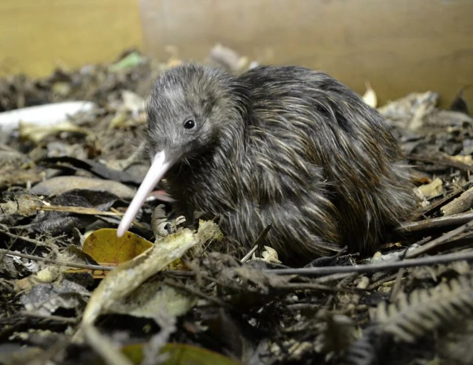 птенцы крымских птиц. первый птенец. птенец дрозда желторотик. появление птенцов. дрозд рябинник птенец.