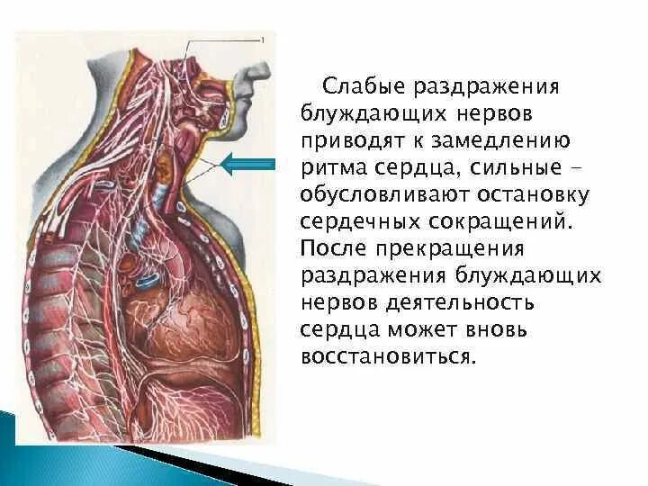 Приводит к замедлению