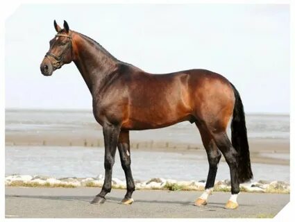 Stallion's