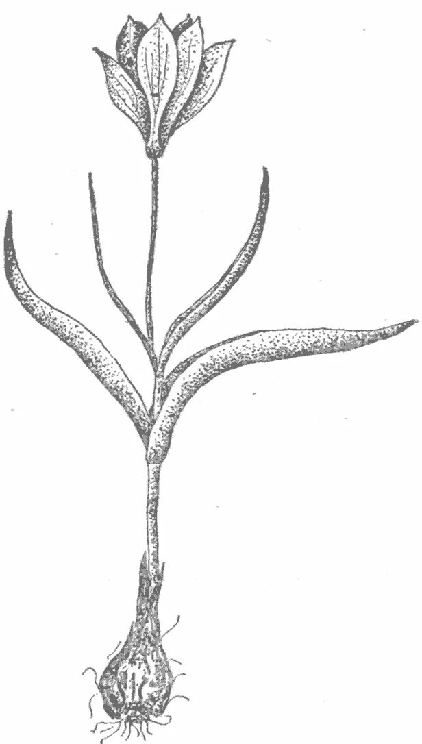 Тюльпан корневище. Тюльпан Биберштейна луковица. Корневая система тюльпана Биберштейна. Тюльпан Биберштейна рисунок. Тюльпан Лесной корневище.