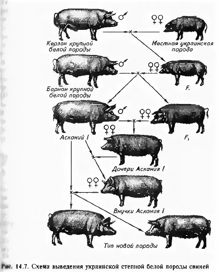 Как получить пин свиньи. Скрещивание свиней породы крупная белая. Схема чистопородного разведения свиней. Схема чистопородного скрещивания свиней. Схема гибридизации в свиноводстве.