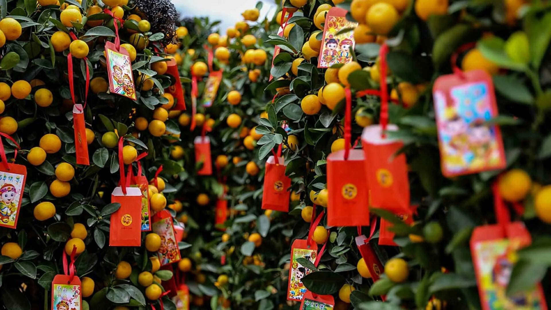 Апельсины ритуал. Китайский мандарин кумкват. Китайская ёлка мандариновое дерево. Мандариновое дерево кумкват. Новогоднее мандариновое дерево во Вьетнаме.