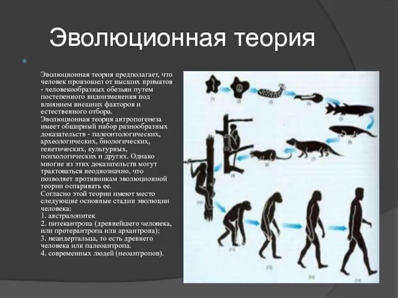 Эволюционная концепция. Теория дарвина о эволюции человека. Теории о том что люди. Теории происхождения человека таблица. Теории о том что люди.