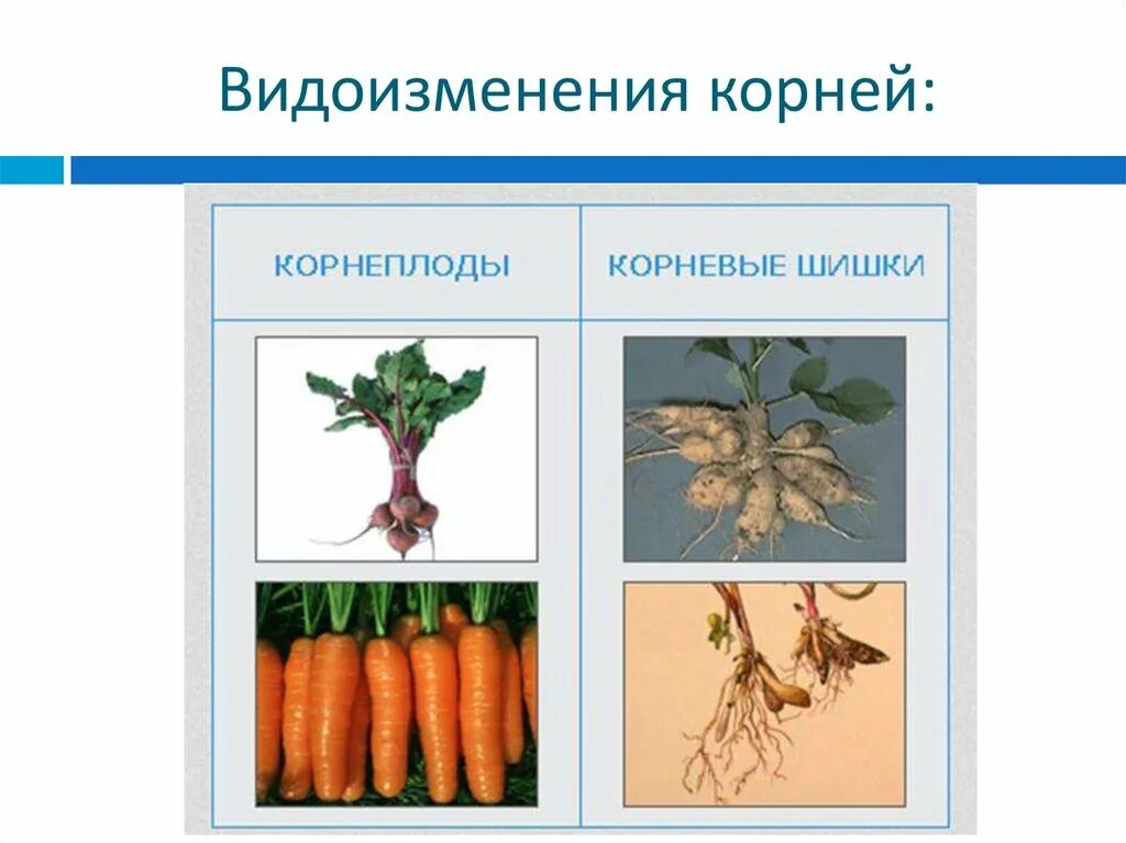 Видоизмененный корень имеется у. Видоизменение кооненб.