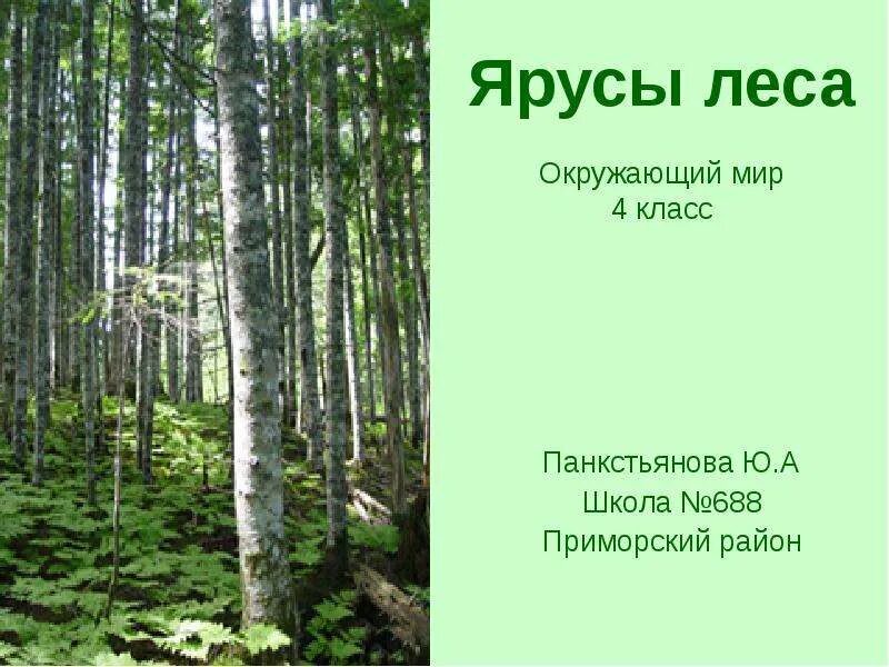 Лес презентация 4 класс плешаков. Осина ярус леса. Вяз ярус леса. Кустарниковый ярус леса. Ярусы леса тайги.