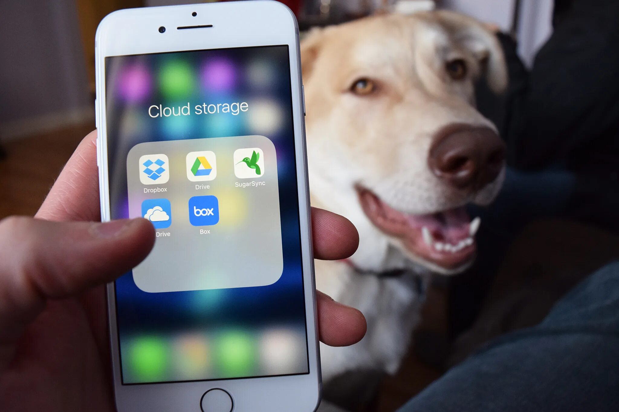Как называется приложение где купить. Собака с айфоном. Собака с телефоном айфон. Приложение облако для айфона. Приложение для сохранения фотографий.
