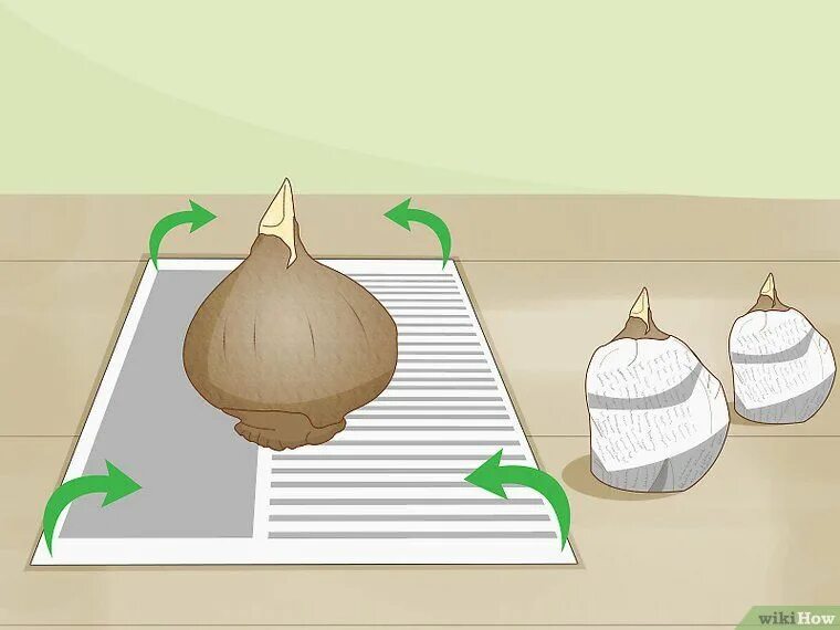 Сколько луковиц в каждом ряду. Мышь питается луковицами тюльпанов. Хранение луковиц тюльпанов. Eco paper луковица. Луковицы тюльпанов убираем на хранение.